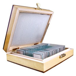 Preparaty biologiczne do mikroskopu - BOTANIKA (OPT-38-001436)