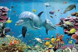 empireposter - delfiny - tropikalny świat wodny -