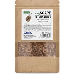 ARKA mySCAPE-Casuarina Cones - 50 sztuk - naturalne