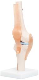 Model anatomiczny 3D - staw kolanowy z więzadłami