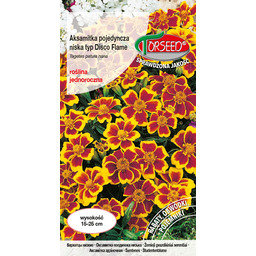 Aksamitka pojedyncza niska typ Disco - Tagetes patula