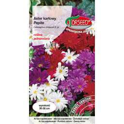 Aster karłowy Pepite - Callistephus chin. fl.pl. mieszanka