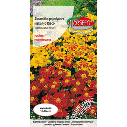Aksamitka pojedyncza niska typ Disco - Tagetes patula