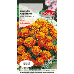 Aksamitka rozpierzchła (niska) - Tagetes patula nana fl.pl.