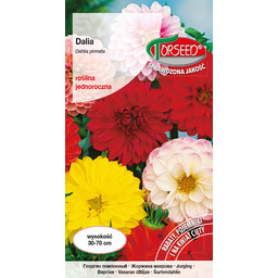 Dalia zmienna - Dahlia pinnata pełna i półpełna