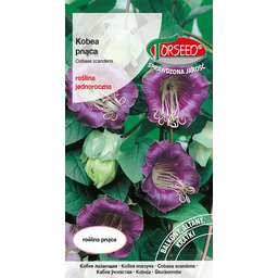 Kobea pnąca - Cobaea scandens fioletowa 0,8g