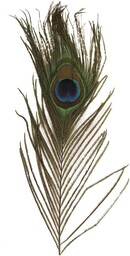 Pawie pióra, 25 cm, 3-częściowe, Rayher
