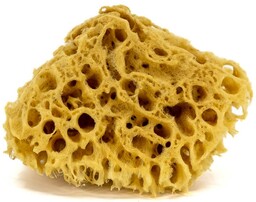 Gąbka morska 10-12 cm