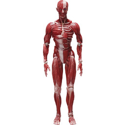 FREEing Anatomiczny model figma figurka akcji, wielokolorowa