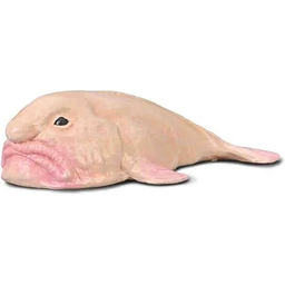 Collecta - Ryba Borron - Figurka kolekcjonerska -
