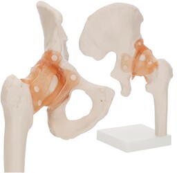 Model anatomiczny 3D - staw biodrowy z więzadłami