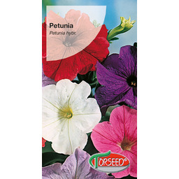 Petunia ogrodowa - Petunia hybrida grandiflora nana mieszanka