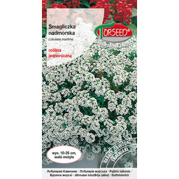 Smagliczka nadmorska - Lobularia maritima biała 1g