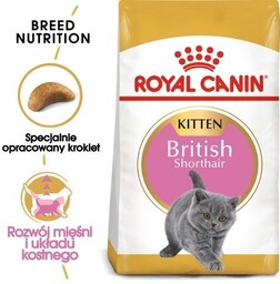 Karma sucha dla kociąt ROYAL CANIN British Shorthair