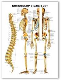 Plansza anatomiczna z uchwytem do zawieszenia - Kręgosłup