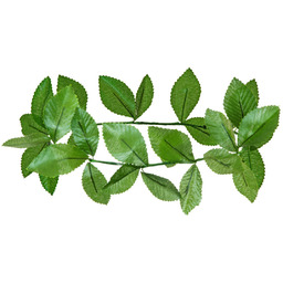 Wieniec laurowy zielony - 1 szt.