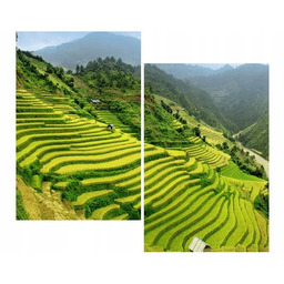 80x70cm Pola ryżowe Mu Cang Chai duo obraz
