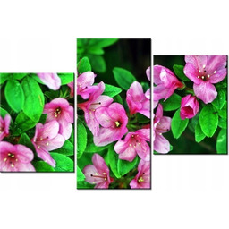 60 90cm obraz 3 elem Azalie Japońskie ścienny