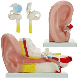Powiększony model anatomiczny ucha w przekroju - duża