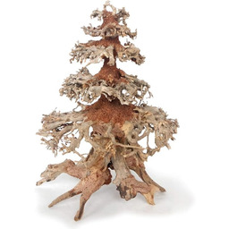 Croci Drewno Orientalne Wiatr 8 Średni 1 Liczba