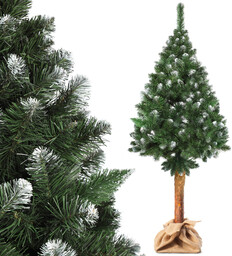 Choinka na pniu sosna diamentowa Roana 220 cm