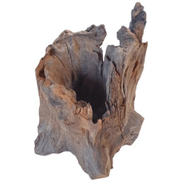Pień Buddha 21-30 cm szeroki