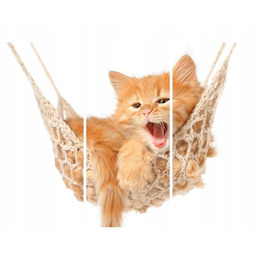 Obraz Kotek jego hamak