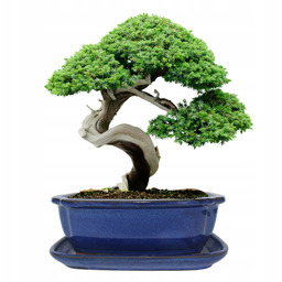 Donica Do Bonsai Z Podstawką Ceramiczna Szkliwiona Niebieska