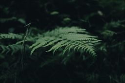 Leśna paproć - plakat Wymiar do wyboru: 50x40