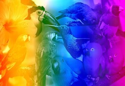 Drewniane Puzzle z figurkami  Ptaki gradient rozm.