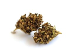 Susz konopny z CBD 11,7% Blue Cheese 2g