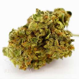 Susz konopny z CBD 12% Super Silver Haze