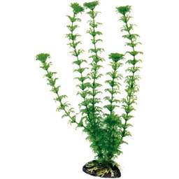 WAVE Roślina klasyczna kabomba, średnia