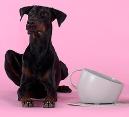 UNITED PETS Duży zestaw miseczek i szara podkładka