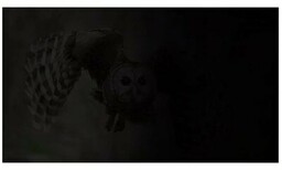 Filtr prywatyzujący NATEC OWL 14 cali NFP-1474