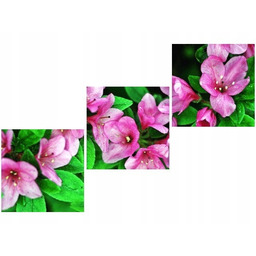 70 90cm Obraz 3 elem Azalie Japońskie ścienny