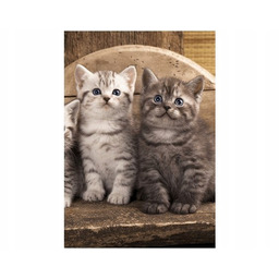 Obraz koty brytyjskie kocięta kotki