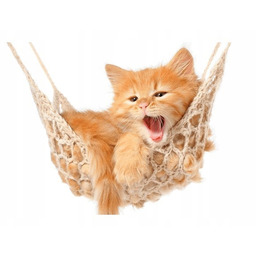 Obraz Kotek jego hamak