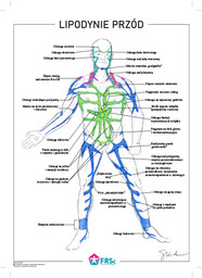 Plakat anatomiczny - Lipodynie 30x40 cm - przód
