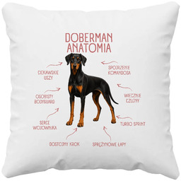 Anatomia Dobermana v2 - poduszka na prezent