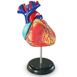 Model anatomiczny serca