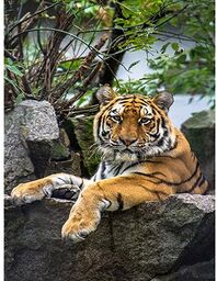 Wee Blue Coo Fotografia zoo duży kot tygrys