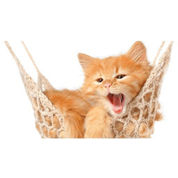 Obraz Kotek jego hamak