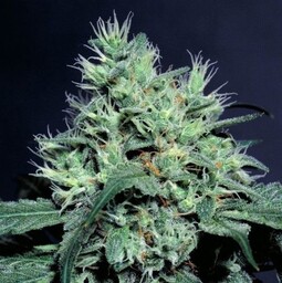 Dutch Dragon - 3 feminizowane nasiona Paradise Seeds