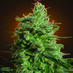 Delahaze - 3 feminizowane nasiona rajskich nasion