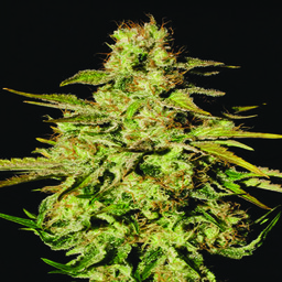 Jacky White - 5 feminizowanych nasion Paradise Seeds