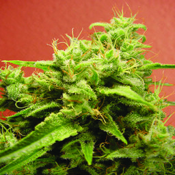 Opium - 5 feminizowanych nasion Paradise Seeds
