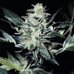 Sensi Star - 10 feminizowanych nasion Paradise Seeds