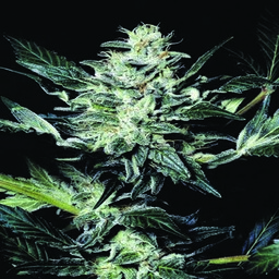 Sensi Star - 3 feminizowane nasiona Paradise Seeds