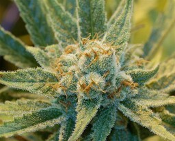 Super Silver Haze 18szt Regularne nasiona Miło